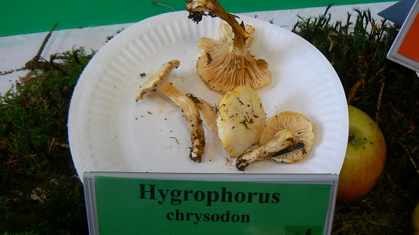 Hygrophorus chrysodon - Hygrophore à dents d'or