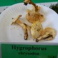 Hygrophorus chrysodon - Hygrophore à dents d'or