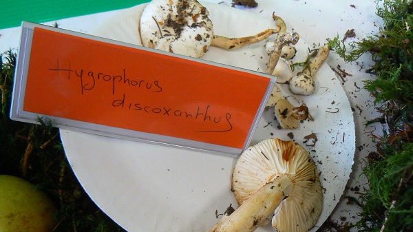 Hygrophorus discoxanthus - Hygrophore à disque jaune