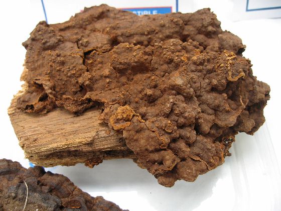 Hymenochaete rubiginosa - Hyménochète rouillé