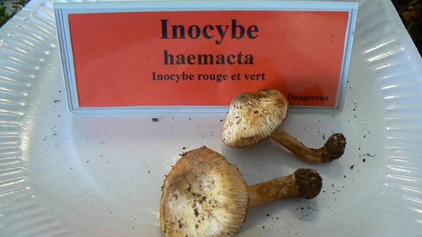 Inocybe haemacta - Inocybe rouge et vert