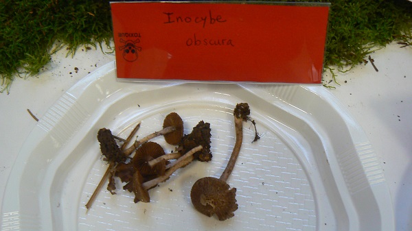 Inocybe obscura - Inocybe obscur
