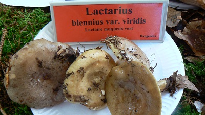 Lactarius blennius var viridis - Lactaire muqueux vert