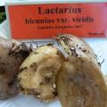 Lactarius blennius var viridis - Lactaire muqueux vert