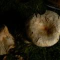 Lactarius pubescens - Lactaire pubescent