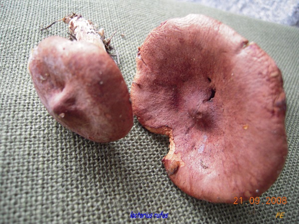 Lactarius rufus - Lactaire roux