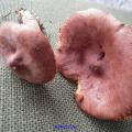 Lactarius rufus - Lactaire roux