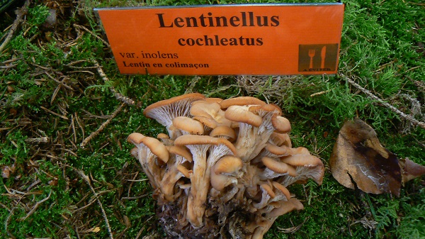 Lentinellus cochleatus var inolens - Lentin en colimaçon
