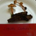 Lepiota castanea - Lépiote châtain