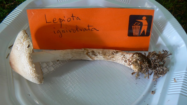 Lepiota ignivolvata - Lépiote à base rouge
