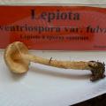 Lepiota ventriosospora var fulva - Lépiote à spores ventrues