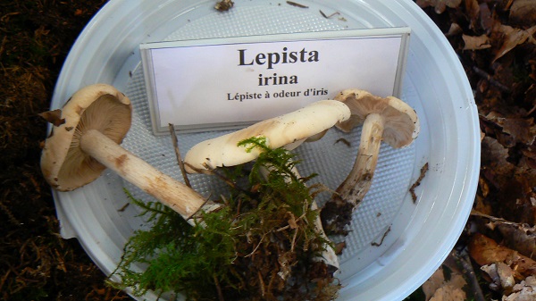 Lepista irina - Lépiste à odeur d'iris