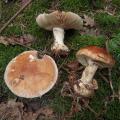 Leucocortinarius bulbiger - Faux cortinaire bulbeux