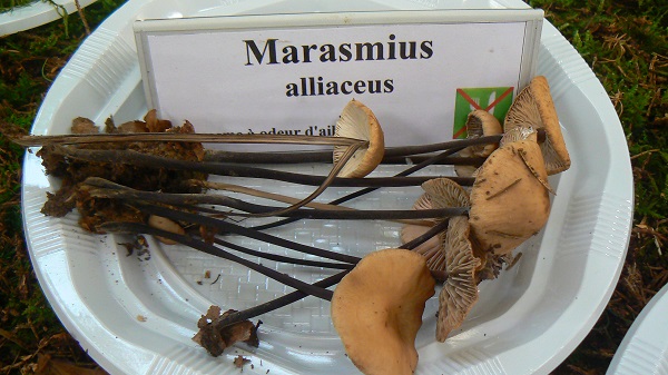 Marasmius alliaceus - Marasme à odeur d'ail