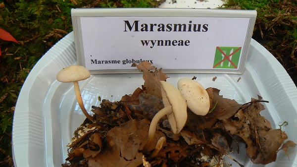 Marasmius wynneae - Marasme globuleux