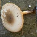 Melanoleuca cognata - Mélanoleuca reconnaissable