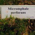 Micromphale perforans - Marasme perforant