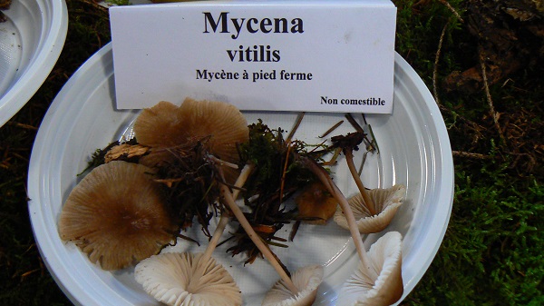 Mycena vitilis - Mycène à pied ferme