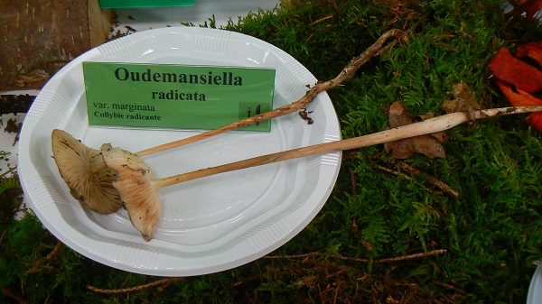 Oudemansiella radicata var marginata - Collybie radicante