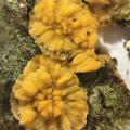 Phlebia merismoides - Phlebia radiata