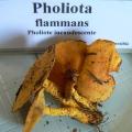 Pholiota flammans - Pholiote incandescente
