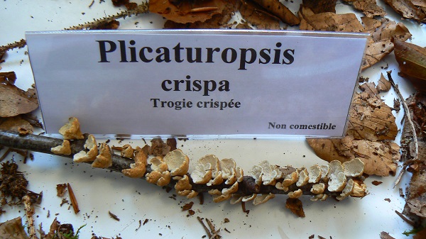 Plicaturopsis crispa - Trogie crispée