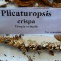 Plicaturopsis crispa - Trogie crispée