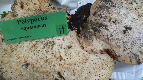 Polyporus squamosus - Polypore squameux