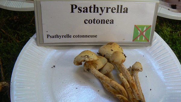 Psathyrella cotonea - Psathyrelle cotonneuse