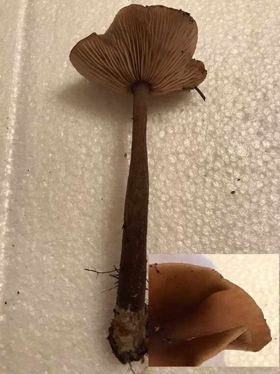 Pseudoclitocybe expallens - Clitocybe en vase