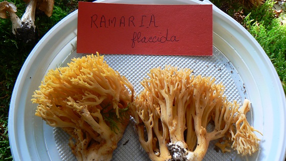 Ramaria flaccida - Ramaire flasque