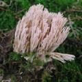 Ramaria gracilis - Clavaire gracile