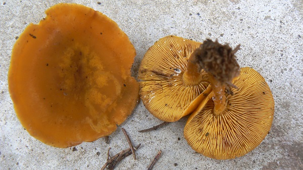 Rugosomyces chrysenteron - Calocybe à chair jaune