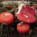 Russula lepida - Russule jolie