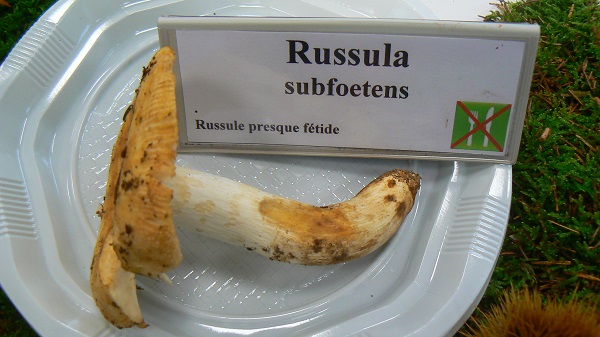 Russula subfoetens - Russule presque fétide