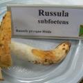Russula subfoetens - Russule presque fétide