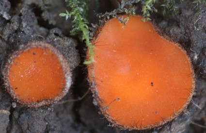 Scutellinia scutellata - Pézize en bouclier