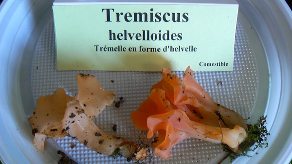 Tremiscus helvelloides - Trémelle en forme d'helvelle