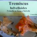 Tremiscus helvelloides - Trémelle en forme d'helvelle