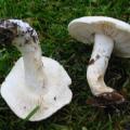 Tricholoma pseudoalbum - Faux tricholome blanc