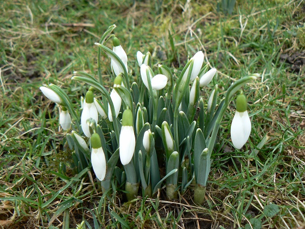 01 galanthus nivalis