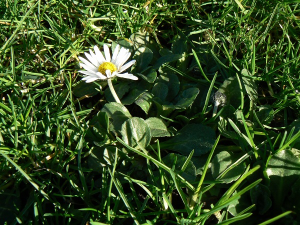 02 bellis perennis a