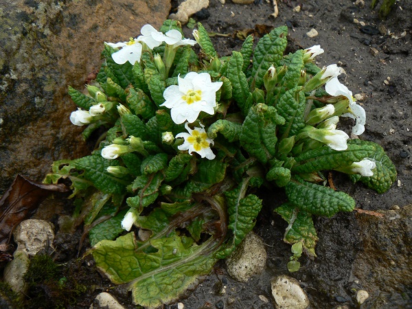 02 primula vulgaris