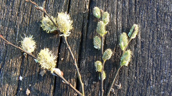 03 a salix caprea