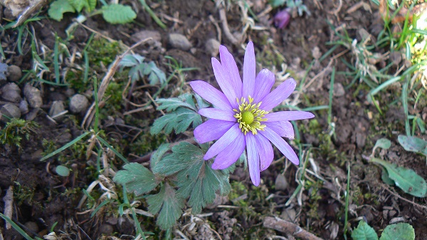 03 anemone apennina