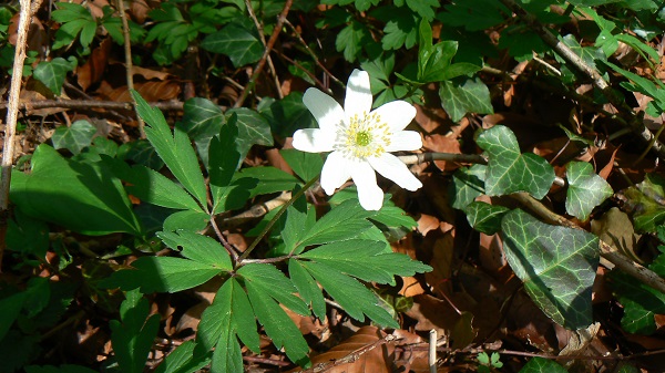 03 anemone nemorosa