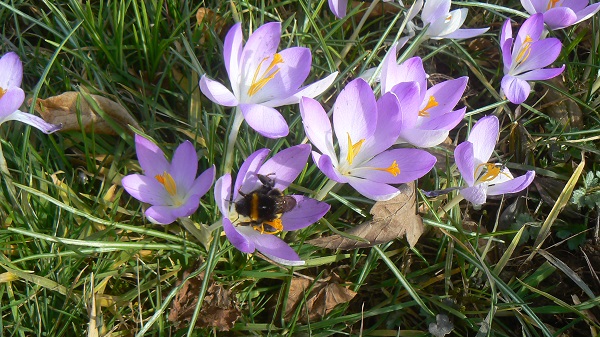 03 crocus vernus