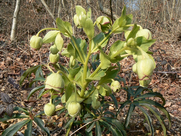 03 helleborus foetidus 3