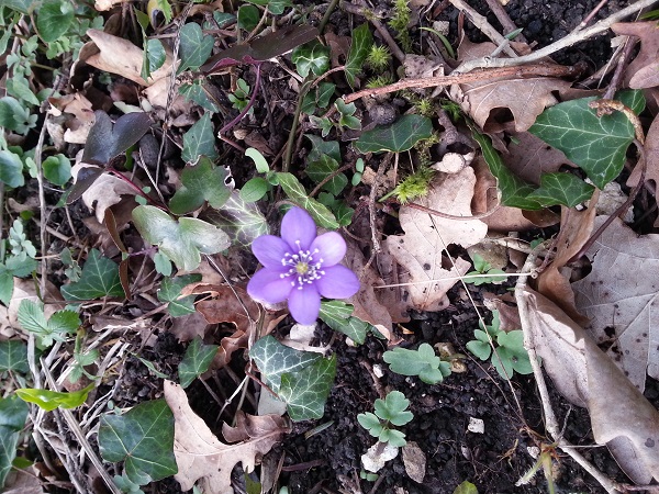 03 hepatica nobilis