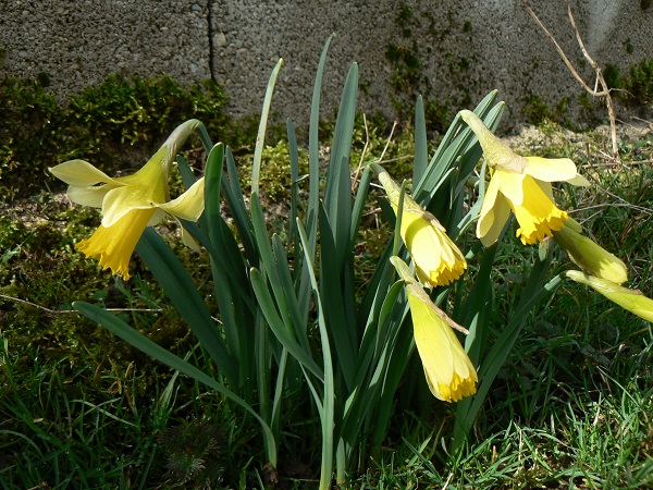 03 narcissus pseudonarcissus a